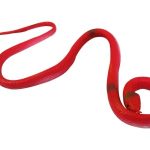 71245- Cobra Colorida